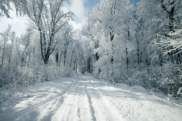 Obraz premium snowy road through forest in winter