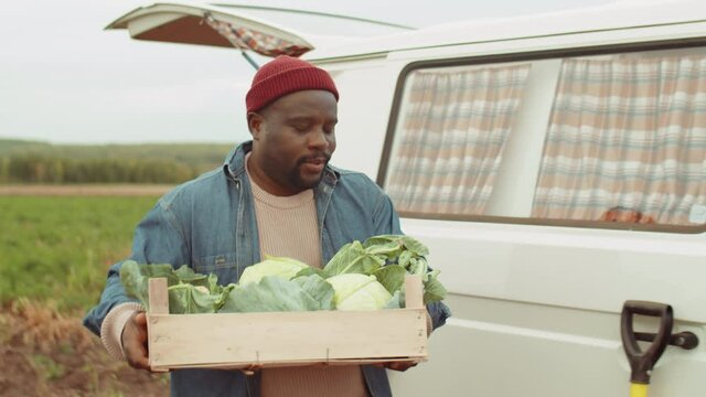 African American farmer bringing box of cabbage and helping Caucasian woman to prepare fresh vegetables for sale by van