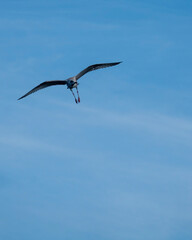 seagull in flight