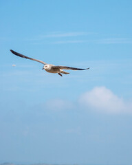 seagull in flight
