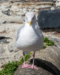 black headed gull