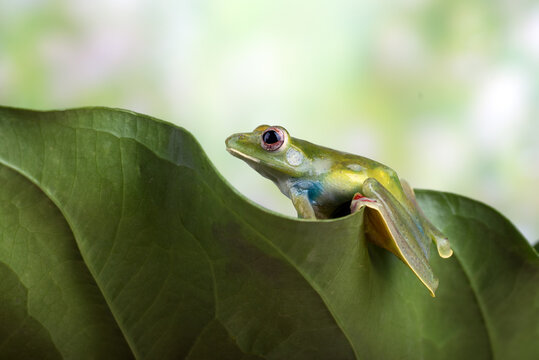 Malayan tree frog sitting on an Anthurium leaf, Indonesia