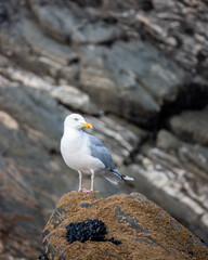 seagull on the pier