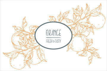 Hand drawn vector fresh orange summer fruit