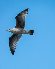 seagull in flight 