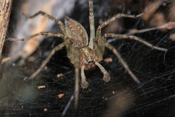 agelena labyrinthica spider macro photo