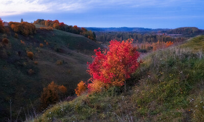  red and orange trees in Malskaya valley in the town of Izborsk, Pskov region of Russia