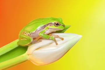 Foto op Canvas Beautiful Europaean Tree frog Hyla arborea  © blackdiamond67