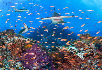 Fototapeta na wymiar Underwater image of coral reef with Hammerhead shark, turtle and stingray. 