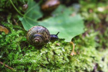 Little black snail on green shaggy moss in motion