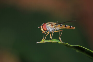 natural allograpta insect macro photo