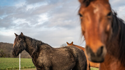 Chevaux dans leur enclos