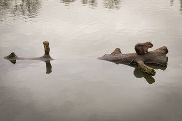 Ragondin sur un tronc flottant dans un lac