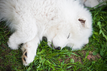 Funny Samoyed puppy dog is sleeping in the garden
