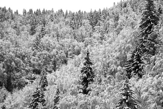 Beautiful snow covered mixed forest in Jura, France. Winter scenic landscape. Seasonal background. Black white photo
