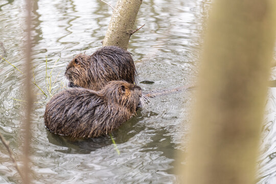 Couple de ragondins dans un lac