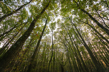 Plan large d'une foret au coucher du soleil