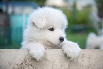 White fluffy Samoyed puppy peeking out from the fence