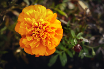 Orange bright mexican marigold flower on bokeh blurred dark background