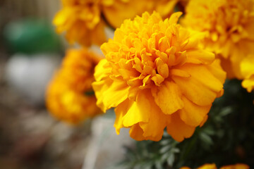 Orange bright mexican marigold flower on bokeh blurred background