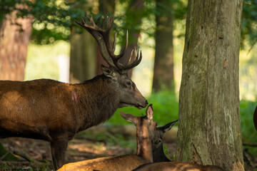 Red deer in a forest during rutting season.