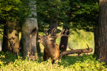 Red deer in a forest during rutting season.