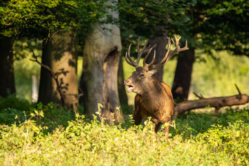 Red deer in a forest during rutting season.