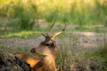 A one year old red deer standing in a pond in a forest during rutting season at a cloudy day in autumn.