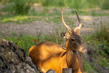 A one year old red deer standing in a pond in a forest during rutting season at a cloudy day in autumn.