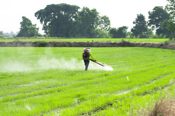 Farmers spray herbicides or pesticides in rice fields. Agriculture and agribusiness, agricultural...