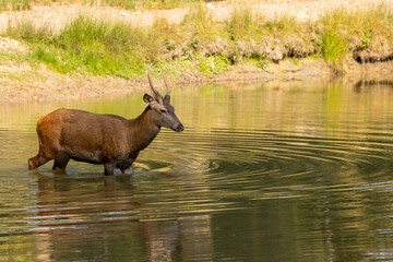 A one year old red deer standing in a pond in a forest during rutting season at a cloudy day in autumn.