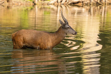 A one year old red deer standing in a pond in a forest during rutting season at a cloudy day in autumn.