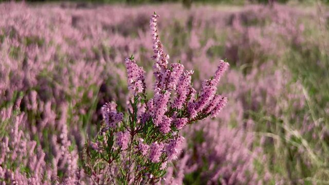 Beautiful purple heath close-up moved by the wind in September at the begin of fall. Steady shot.
