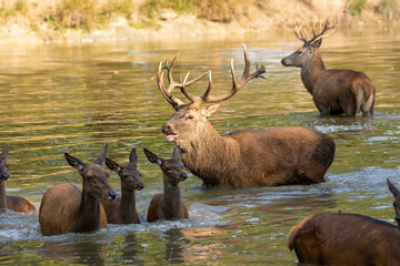 A herd of red deer in a pond in a forest during rutting season at a cloudy day in autumn.