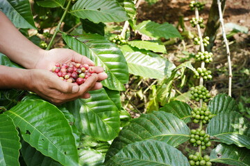 coffee farmer's hand holding crops in the garden. variety of coffee harvested for processing and sale. fresh coffee beans on coffee tree background
