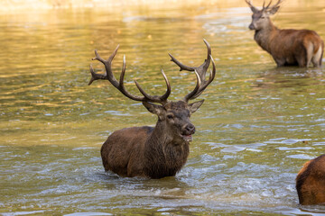 Red deer standing in a pond in a forest during rutting season at a cloudy day in autumn.