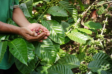 coffee farmer's hand holding crops in the garden. variety of coffee harvested for processing and sale. fresh coffee beans on coffee tree background
