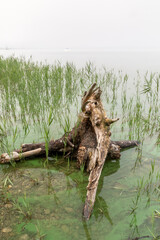 Nebliger Sommermorgen am Ammersee