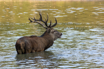Red deer standing in a pond in a forest during rutting season at a cloudy day in autumn.