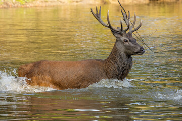 Red deer standing in a pond in a forest during rutting season at a cloudy day in autumn.