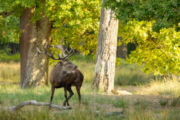 Red deer in a forest during rutting season.