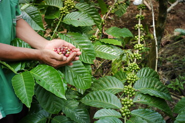 coffee farmer's hand holding crops in the garden. variety of coffee harvested for processing and sale. fresh coffee beans on coffee tree background