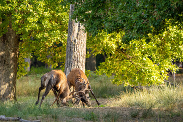 Two red deers fighting in a pond in a forest during rutting season at a cloudy day in autumn.