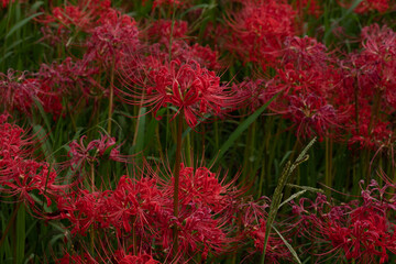 和歌山県　富田川の彼岸花