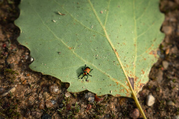 Tooth nosed snout weevel beetle sitting on liden leaf turned upside down