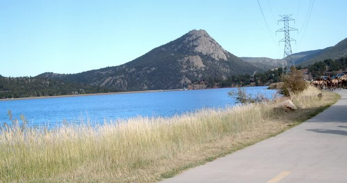 Slow pan from a large herd of elk, over to a beautiful blue lake