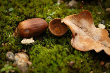 Brown oak leaf and acorn lying on green moss