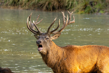 Red deer standing in a pond in a forest during rutting season at a cloudy day in autumn.