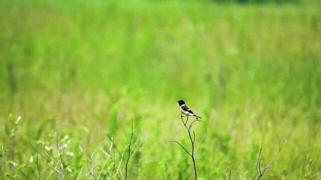 Siberian Stonechat (Saxicola maura stejnegeri, male) in nesting station. Abakan steppe. Khakassia. Middle Siberia