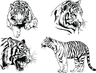 vector drawings sketches different predator , tigers lions cheetahs and leopards are drawn in ink by hand , objects with no background